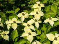 Japanischer Blumen-Hartriegel